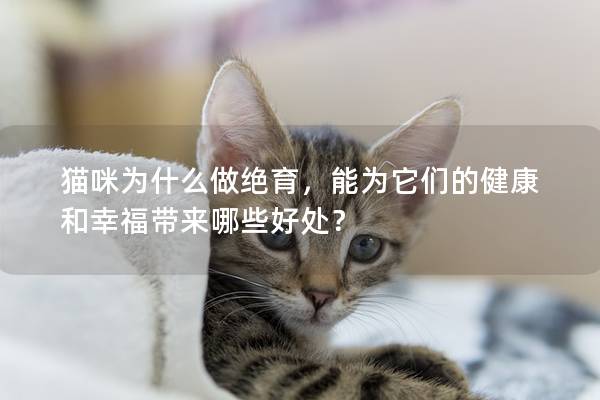 猫咪为什么做绝育，能为它们的健康和幸福带来哪些好处？