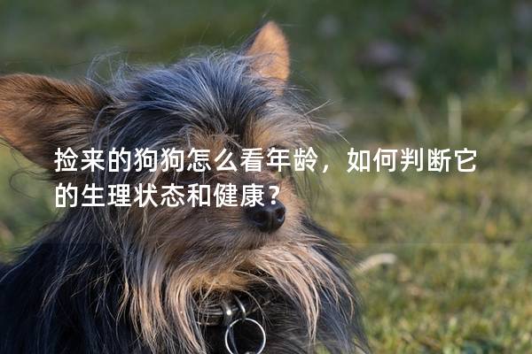 捡来的狗狗怎么看年龄，如何判断它的生理状态和健康？