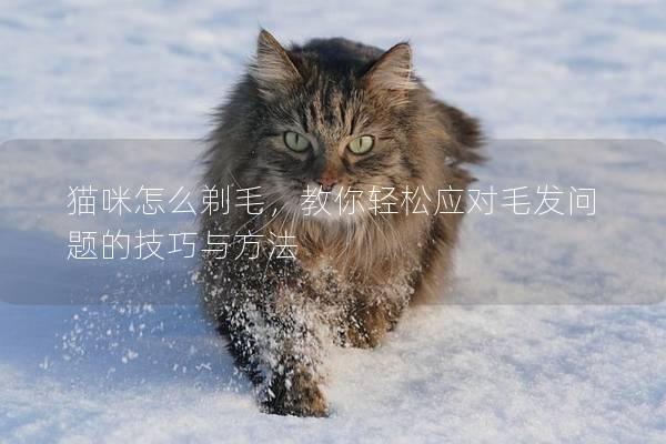 猫咪怎么剃毛，教你轻松应对毛发问题的技巧与方法