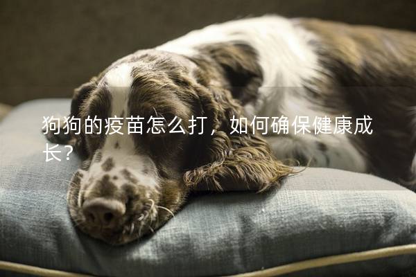 狗狗的疫苗怎么打，如何确保健康成长？