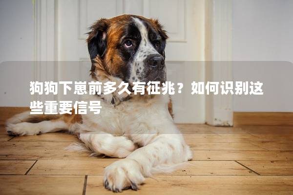 狗狗下崽前多久有征兆？如何识别这些重要信号