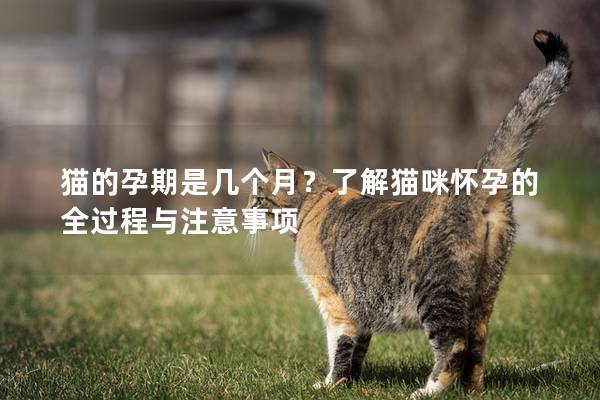 猫的孕期是几个月？了解猫咪怀孕的全过程与注意事项