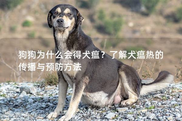 狗狗为什么会得犬瘟？了解犬瘟热的传播与预防方法