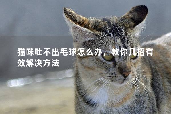 猫咪吐不出毛球怎么办，教你几招有效解决方法