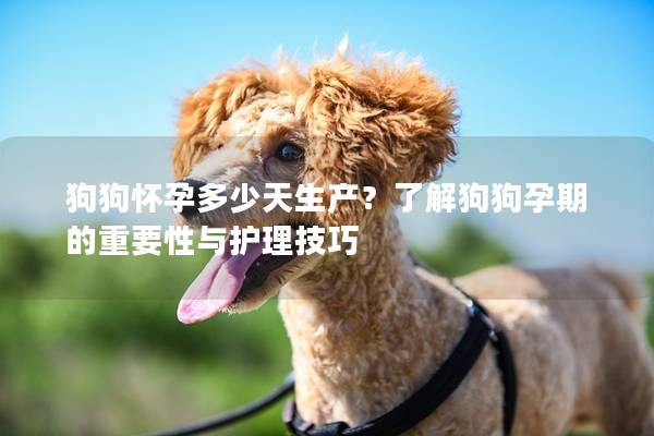 狗狗怀孕多少天生产？了解狗狗孕期的重要性与护理技巧