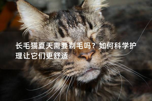 长毛猫夏天需要剃毛吗？如何科学护理让它们更舒适