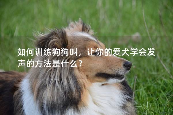 如何训练狗狗叫，让你的爱犬学会发声的方法是什么？