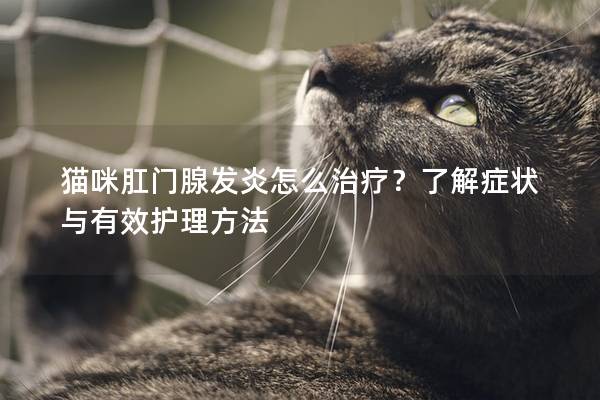 猫咪肛门腺发炎怎么治疗？了解症状与有效护理方法