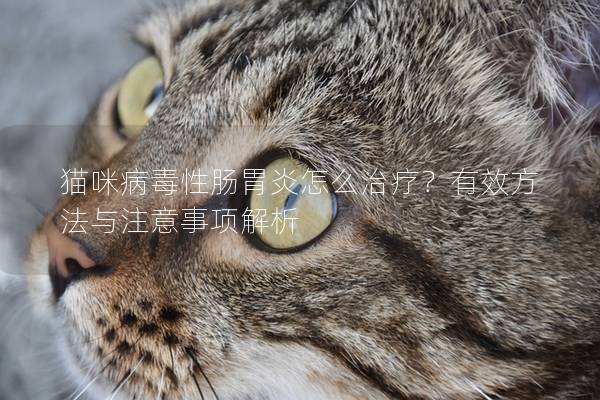 猫咪病毒性肠胃炎怎么治疗？有效方法与注意事项解析