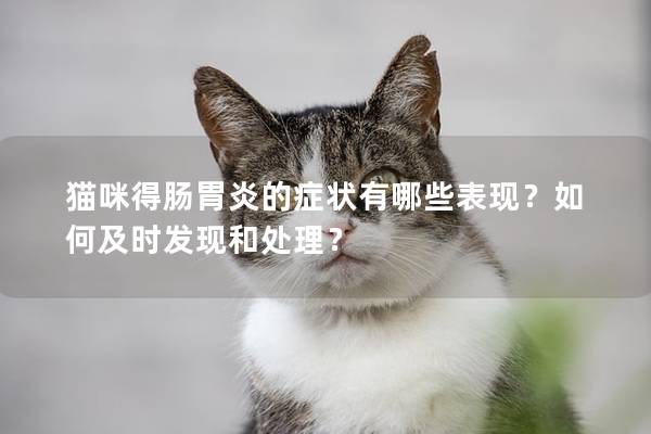 猫咪得肠胃炎的症状有哪些表现？如何及时发现和处理？