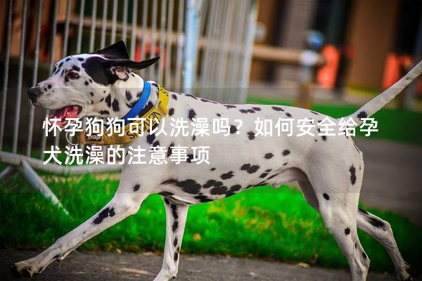 怀孕狗狗可以洗澡吗？如何安全给孕犬洗澡的注意事项