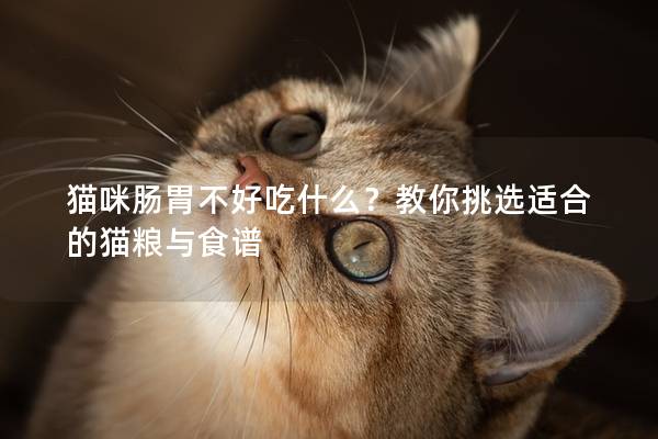 猫咪肠胃不好吃什么？教你挑选适合的猫粮与食谱