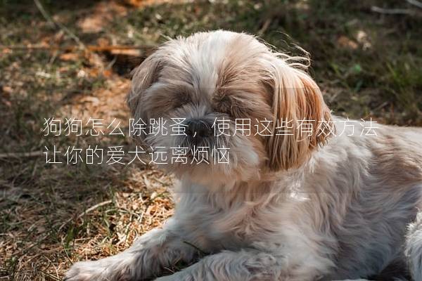 狗狗怎么除跳蚤，使用这些有效方法让你的爱犬远离烦恼