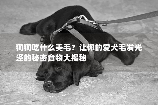 狗狗吃什么美毛？让你的爱犬毛发光泽的秘密食物大揭秘