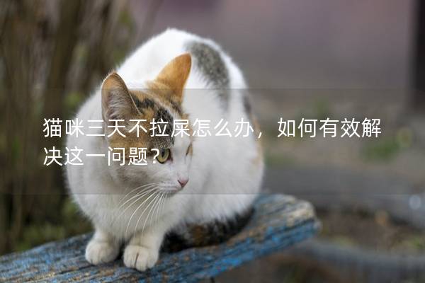 猫咪三天不拉屎怎么办，如何有效解决这一问题？