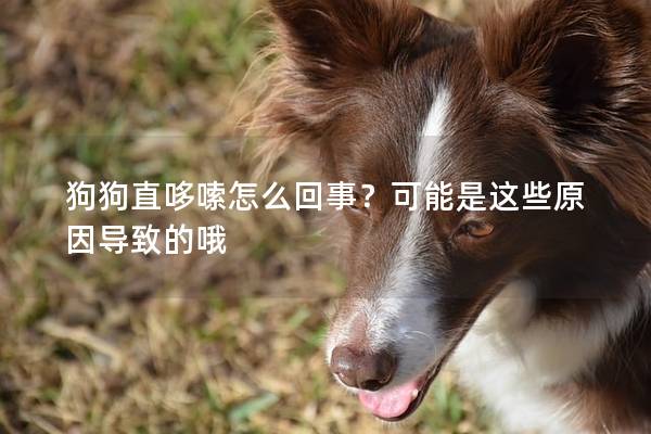 狗狗直哆嗦怎么回事？可能是这些原因导致的哦