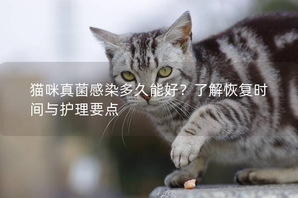 猫咪真菌感染多久能好？了解恢复时间与护理要点