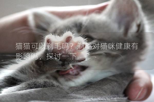 猫猫可以剃毛吗？剃毛对猫咪健康有影响吗，探讨一下