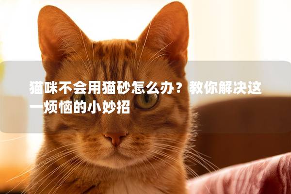 猫咪不会用猫砂怎么办？教你解决这一烦恼的小妙招