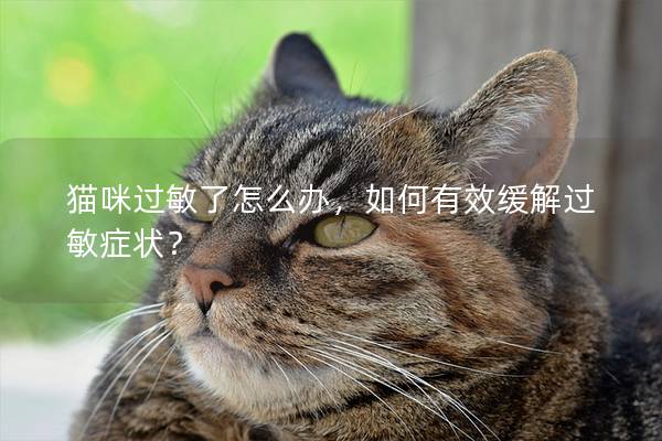 猫咪过敏了怎么办，如何有效缓解过敏症状？