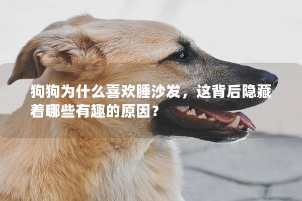 狗狗为什么喜欢睡沙发，这背后隐藏着哪些有趣的原因？