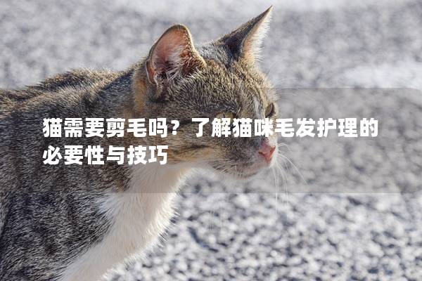 猫需要剪毛吗？了解猫咪毛发护理的必要性与技巧