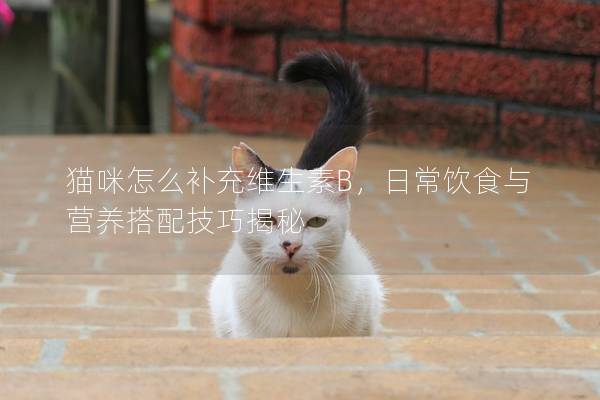 猫咪怎么补充维生素B，日常饮食与营养搭配技巧揭秘