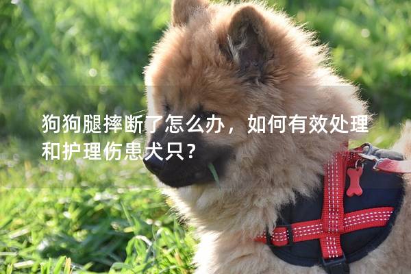 狗狗腿摔断了怎么办，如何有效处理和护理伤患犬只？