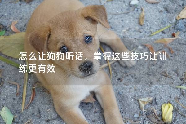 怎么让狗狗听话，掌握这些技巧让训练更有效