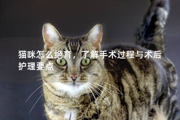 猫咪怎么绝育，了解手术过程与术后护理要点