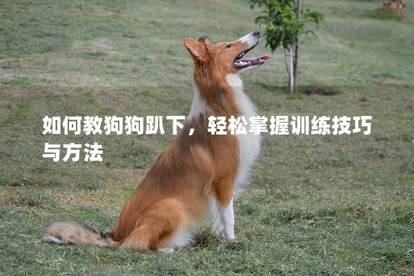 如何教狗狗趴下，轻松掌握训练技巧与方法