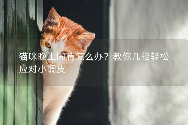 猫咪晚上闹腾怎么办？教你几招轻松应对小调皮