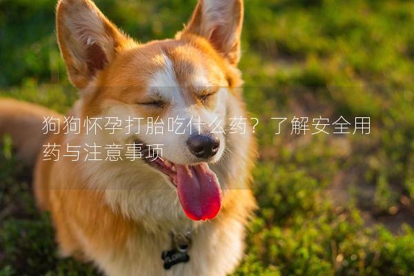 狗狗怀孕打胎吃什么药？了解安全用药与注意事项