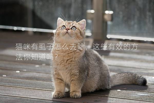 猫咪有虱子怎么去除，这些有效的方法你知道吗？