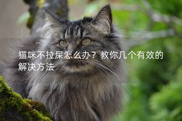 猫咪不拉屎怎么办？教你几个有效的解决方法