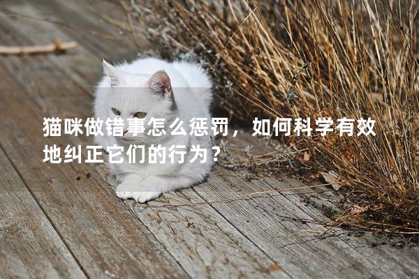 猫咪做错事怎么惩罚，如何科学有效地纠正它们的行为？