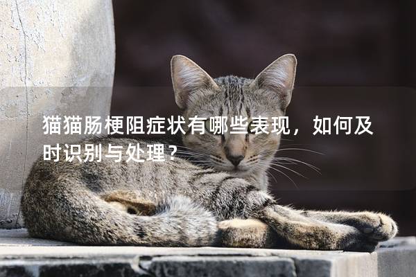 猫猫肠梗阻症状有哪些表现，如何及时识别与处理？