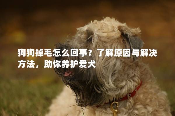 狗狗掉毛怎么回事？了解原因与解决方法，助你养护爱犬