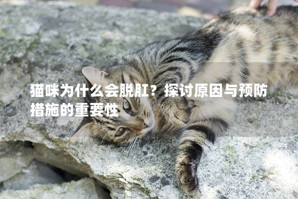 猫咪为什么会脱肛？探讨原因与预防措施的重要性