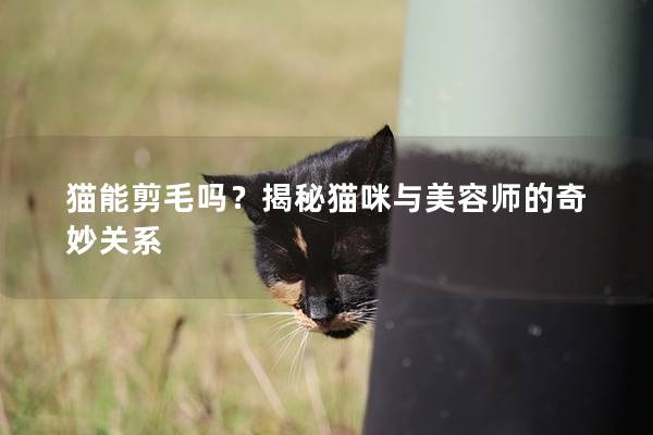 猫能剪毛吗？揭秘猫咪与美容师的奇妙关系