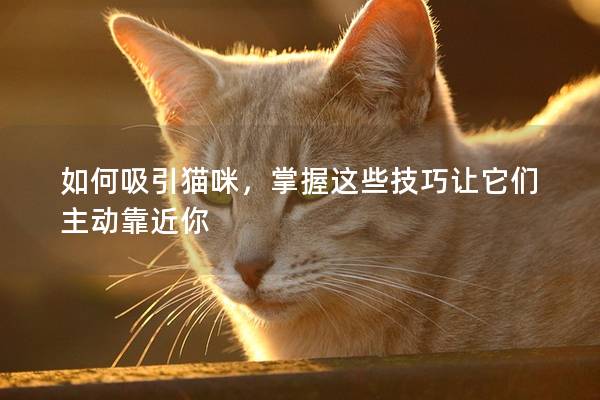 如何吸引猫咪，掌握这些技巧让它们主动靠近你