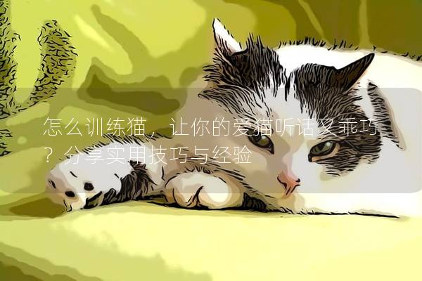 怎么训练猫，让你的爱猫听话又乖巧？分享实用技巧与经验