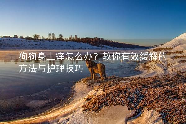 狗狗身上痒怎么办？教你有效缓解的方法与护理技巧