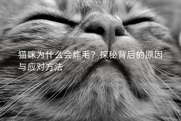 猫咪为什么会炸毛？探秘背后的原因与应对方法