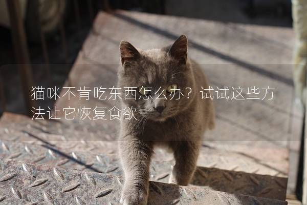 猫咪不肯吃东西怎么办？试试这些方法让它恢复食欲