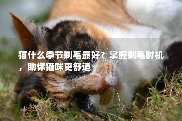 猫什么季节剃毛最好？掌握剃毛时机，助你猫咪更舒适