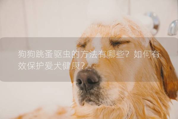 狗狗跳蚤驱虫的方法有哪些？如何有效保护爱犬健康？