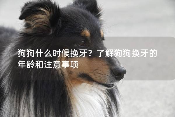 狗狗什么时候换牙？了解狗狗换牙的年龄和注意事项