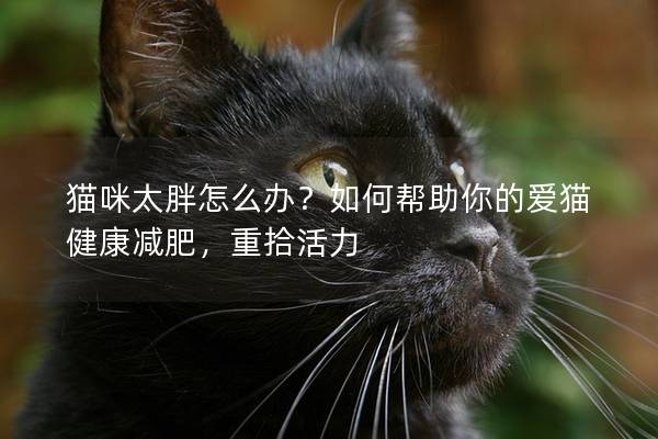 猫咪太胖怎么办？如何帮助你的爱猫健康减肥，重拾活力