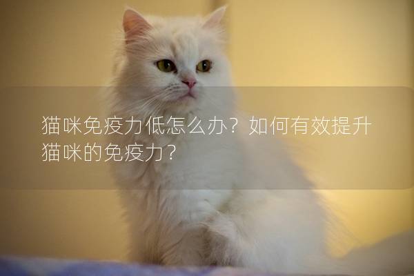 猫咪免疫力低怎么办？如何有效提升猫咪的免疫力？